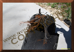Motorhome/RV/Truck Tire Investigations